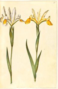 Iris xiphium, evt. Iris latifolia (?) (Spaanse iris of Engelse iris) door Hans Simon Holtzbecker