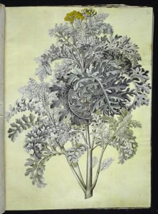Jacobaea maritima (grijsblad)