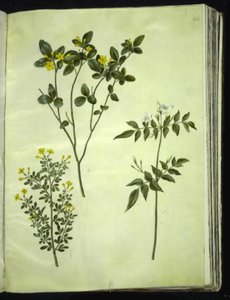 Jasminum odoratissimum (kamerjasmijn); Jasminum fruticans (struikjasmijn); Jasminum grandiflorum (geurjasmijn)