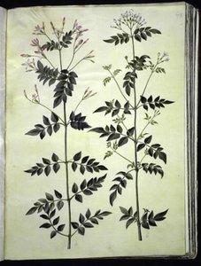 Jasminum officinale (medicinale jasmijn)