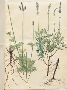 Lavandula multifida (aks-lavendel); Lavandula angustifolia (echte lavendel)