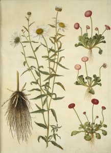 Leucanthemum vulgare; Bellis perennis