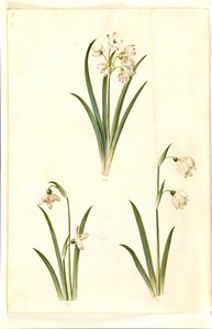 Leucojum aestivum (zomerklokje); Galanthus nivalis (gewone sneeuwklokje); Leucojum vernum (lenteklokje) door Hans Simon Holtzbecker