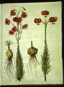Lilium chalcedonicum (rode turbanlelie)