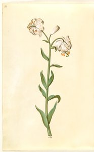 Lilium martagon (kranslelie) door Hans Simon Holtzbecker