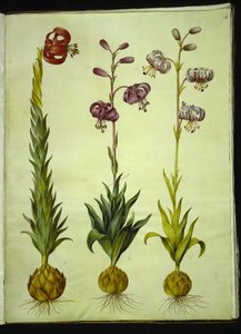 Lilium pomponium (pomponlelie); Lilium martagon (kranslelie) door Hans Simon Holtzbecker