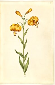 Lilium pyrenaicum (pyrenese lelie) door Hans Simon Holtzbecker