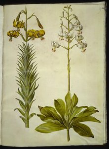 Lilium pyrenaicum (Pyrenese lelie); Lilium martagon (kranslelie) door Hans Simon Holtzbecker