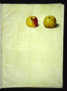 Malus domestica (gewone appel)