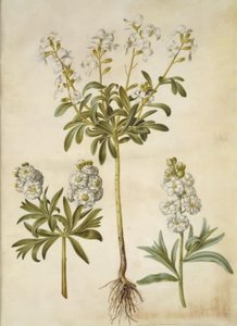 Matthiola incana (winter-violier)