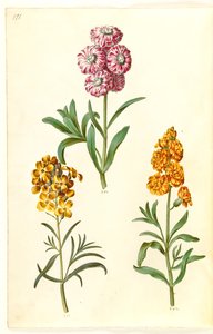 Matthiola incana (winterviolier); Erysimum cheiri (muurbloem) door Hans Simon Holtzbecker