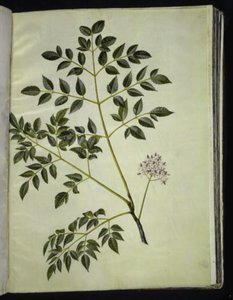 Melia azedarach (kralenboom) door Hans Simon Holtzbecker