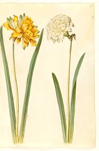 Narcissus pseudonarcissus (paaslelie) door Hans Simon Holtzbecker
