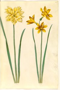 Narcissus pseudonarcissus (paaslelie); Narcissus tazetta aureus (gouden tazet)