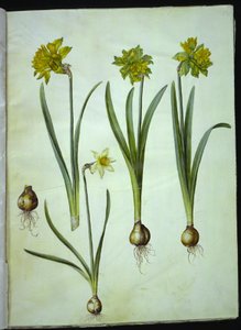 Narcissus pseudonarcissus; Narcissus ? ×incomparabilis (tuinnarcis) door Hans Simon Holtzbecker