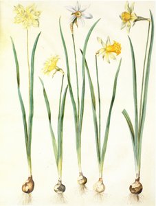 Narcissus pseudonarcissus, Narcissus poeticus, Narcissus × incomparabilis door Hans Simon Holtzbecker
