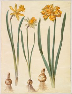 Narcissus pseudonarcissus major (grote narcis); Narcissus pseudonarcissus bicolor (tweekleurige narcis); Narcissus pseudonarcissus door Hans Simon Holtzbecker