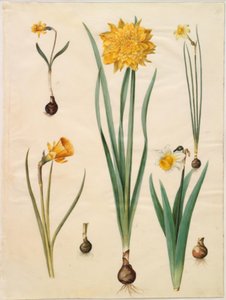 Narcissus pseudonarcissus minor; Narcissus pseudonarcissus (paaslelie); Narcissus ×tenuior; Narcissus bulbocodium (krinoline-narcis); Narcissus pseudonarcissus bicolor (tweekleurige paaslelie) door Hans Simon Holtzbecker