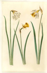 Narcissus pseudonarcissus moschatus (muskusnarcis); Narcissus bulbocodium (krinolinenarcis); Narcissus pseudonarcissus (paaslelie) door Hans Simon Holtzbecker