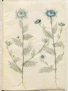 Nigella damascena (juffer in het groen) door Hans Simon Holtzbecker