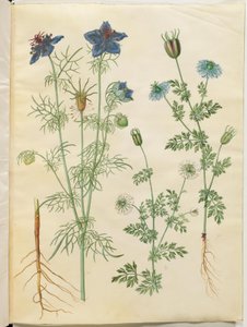 Nigella hispanica (duiveltje-in-het-bos); Nigella sativa (zwarte komijn)