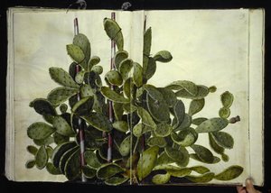 Opuntia ficus-indica, Opuntia humifusa of Opuntia monacantha (soort vijgencactus) door Hans Simon Holtzbecker