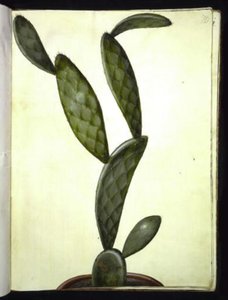 Opuntia monacantha (omringde vijgencactus) door Hans Simon Holtzbecker