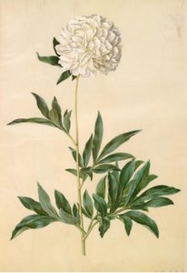 Paeonia lactiflora (zijden pioen) door Hans Simon Holtzbecker