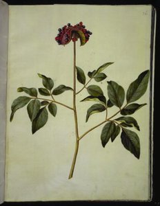 Paeonia mascula (roze pioenroos) door Hans Simon Holtzbecker