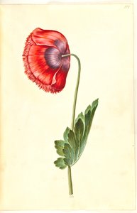 Papaver somniferum (opium-papaver)