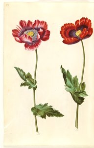 Papaver somniferum (slaapbol)