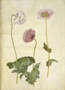 Papaver somniferum (opium-papaver) door Hans Simon Holtzbecker