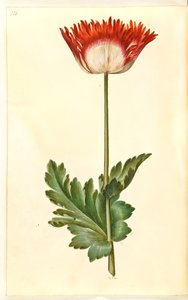Papaver somniferum (opiumklaproos)