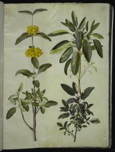 Phlomis fruticosa (gewone leeuwenstaart); Salvia officinalis (geneeskrachtige salie)