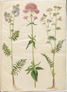 Polemonium caeruleum (gewone jakobsladder); Centranthus ruber (rode spoorbaldrian)