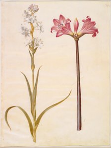 Polianthes tuberosa (tuberoos); Amaryllis belladonna (belladonnalelie)