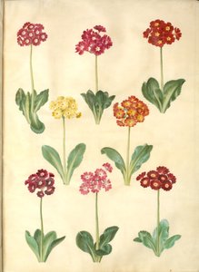 Primula ×pubescens (tuin-aurikel) door Hans Simon Holtzbecker