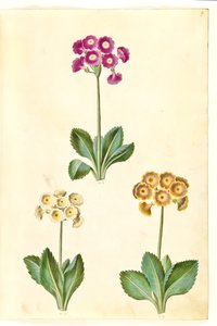 Primula ×pubescens (tuin-aurikel)