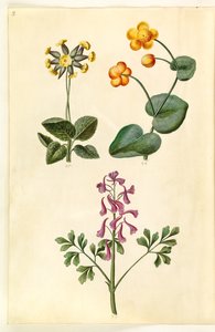 Primula veris (holwortel); Caltha palustris (moerasboterbloem); Corydalis cava (holwortel)