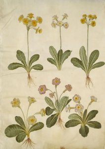 Primula veris (hybride van holkranssleutelbloem); Primula vulgaris (hybride van grootbloemige sleutelbloem) door Hans Simon Holtzbecker