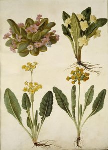 Primula vulgaris; Primula vulgaris (hybride van grootbloemige sleutelbloem); Primula veris (hybride van holkranssleutelbloem) door Hans Simon Holtzbecker