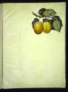 Prunus domestica (pruim) door Hans Simon Holtzbecker