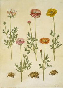Ranunculus asiaticus (tuinranonkel)