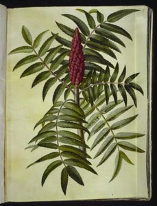 Rhus typhina (fluweelboom) door Hans Simon Holtzbecker