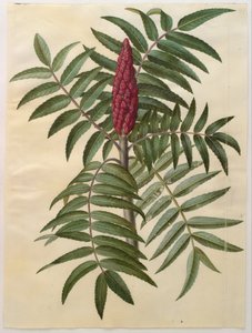 Rhus typhina door Hans Simon Holtzbecker