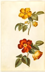Gele roos