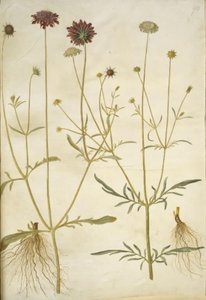 Scabiosa atropurpurea (weduwenbloem); Scabiosa columbaria (duifskabiose)