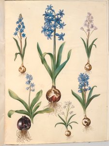 Scilla bifolia (tweebladige scilla); Hyacinthus orientalis (gewone hyacint); Scilla amoena (hemelsblauwe scilla) door Hans Simon Holtzbecker