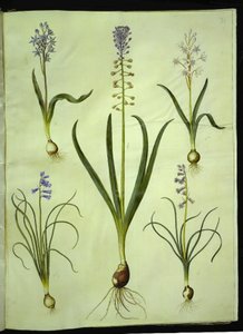 Scilla bifolia (tweebladige scilla); Muscari comosum (pluimhyacint); Brimeura amethystina (Pyrenese hyacint) door Hans Simon Holtzbecker