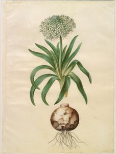 Scilla peruviana (reuzen-scilla) door Hans Simon Holtzbecker